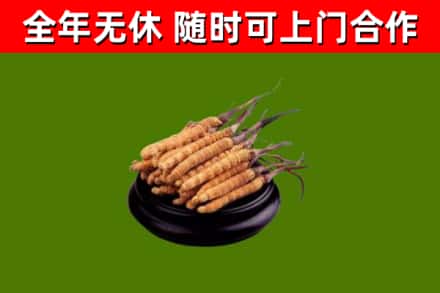 双城回收冬虫夏草